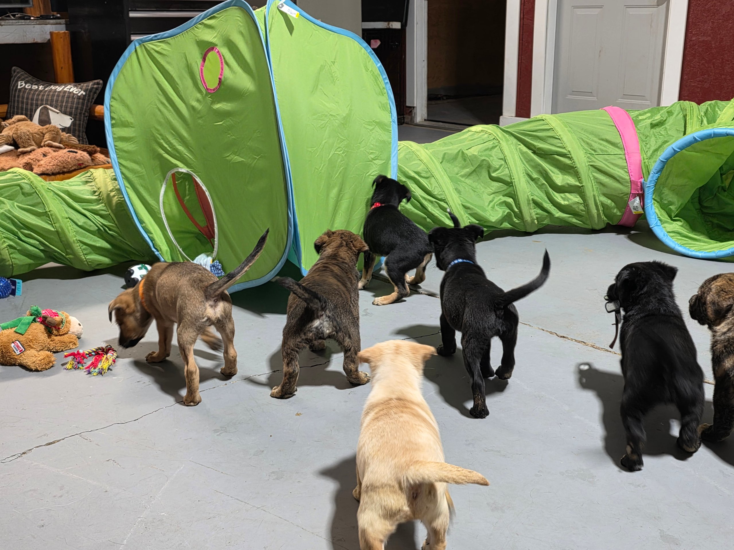 A group of seven puppies exploring and playing near a green play tunnel and toys indoors.