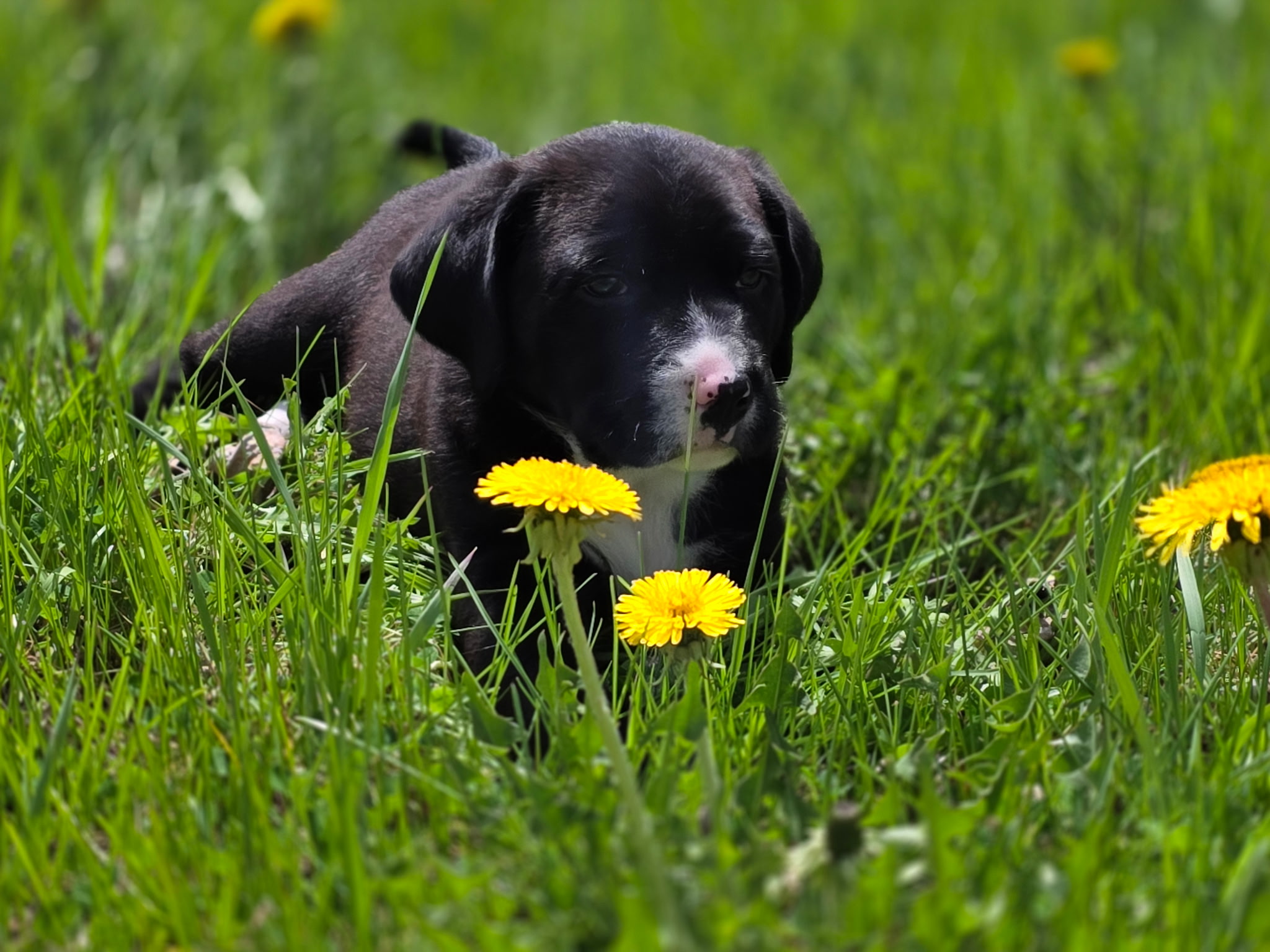 Black puppy with white markings lying on green grass near yellow dandelion flowers.